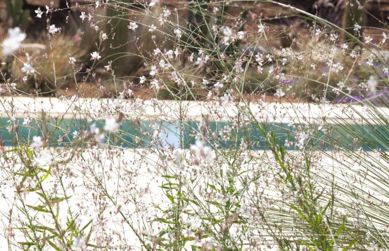 Giardino In Villa Con Trulli E Piscina Ad Ostuni Zizzi Garden Center